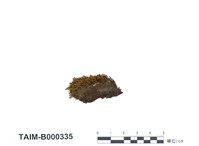 藏品(偏葉澤苔)的圖片